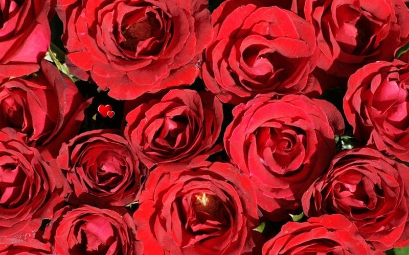 Картинки красные розы (100 фото) #19