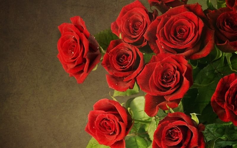 Картинки красные розы (100 фото) #42
