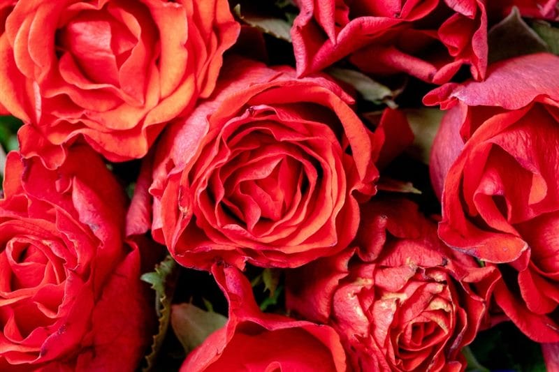 Картинки красные розы (100 фото) #29