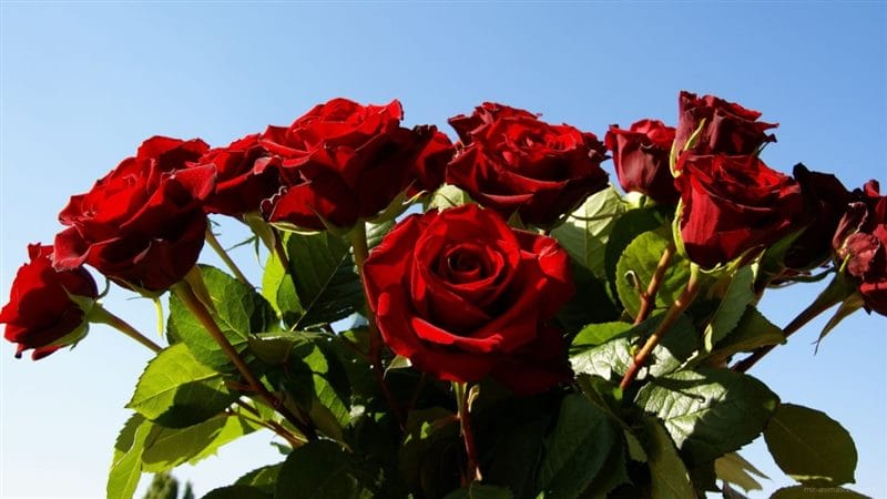 Картинки красные розы (100 фото) #65