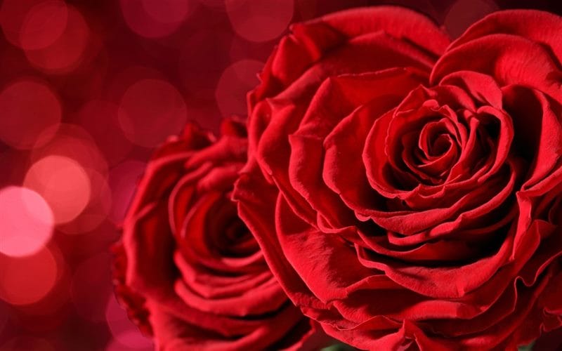 Картинки красные розы (100 фото) #81