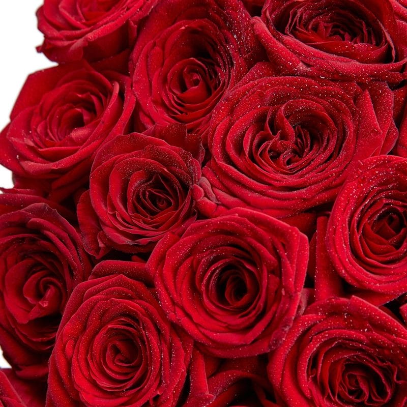 Картинки красные розы (100 фото) #5