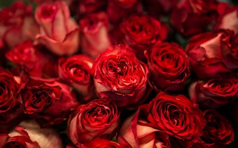 Картинки красные розы (100 фото) #70