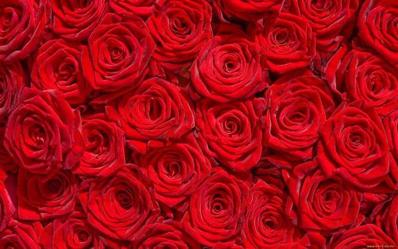 Картинки красные розы (100 фото) #1