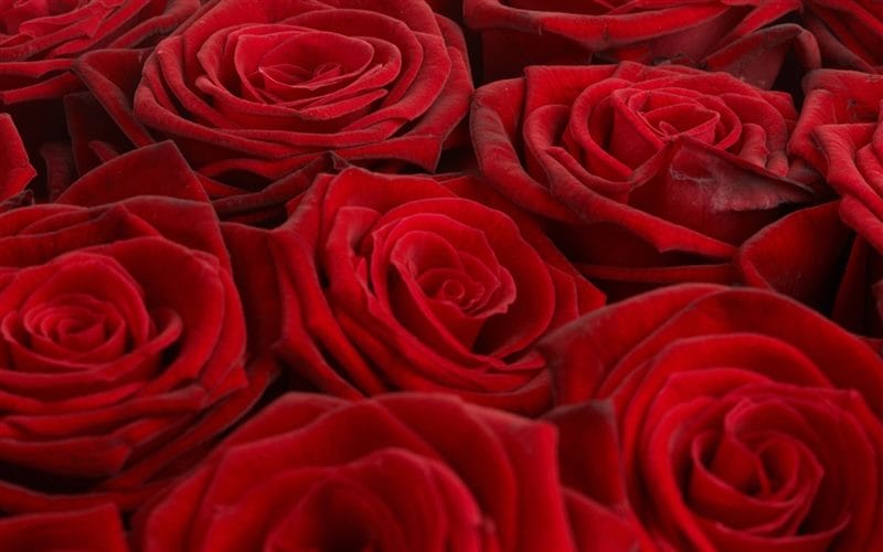 Картинки красные розы (100 фото) #78