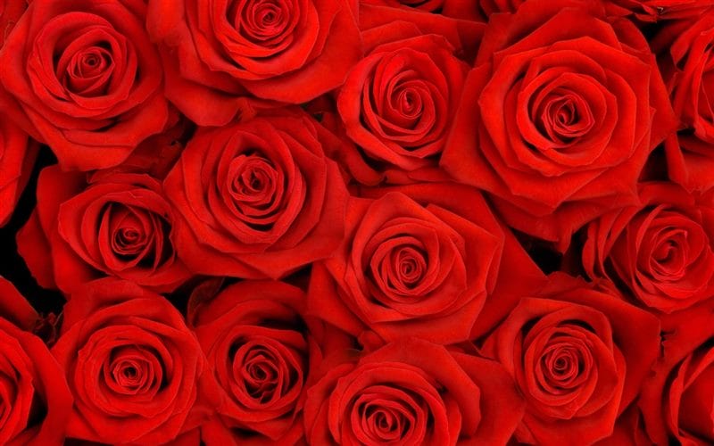 Картинки красные розы (100 фото) #37