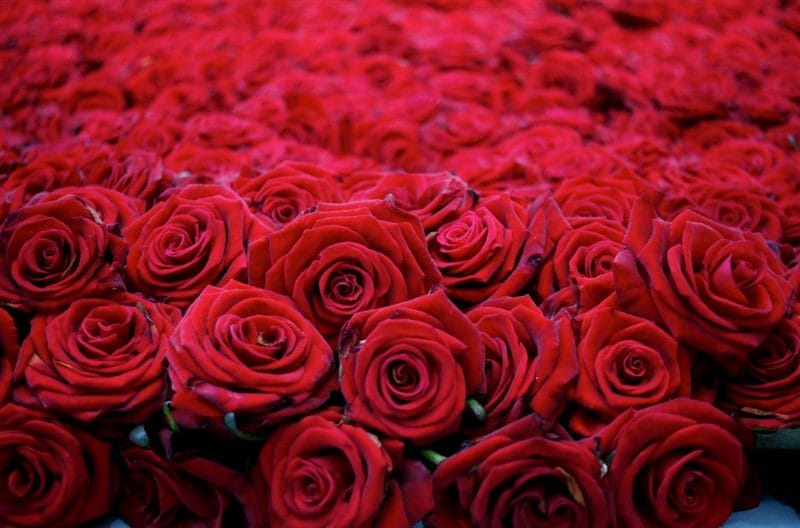 Картинки красные розы (100 фото) #44