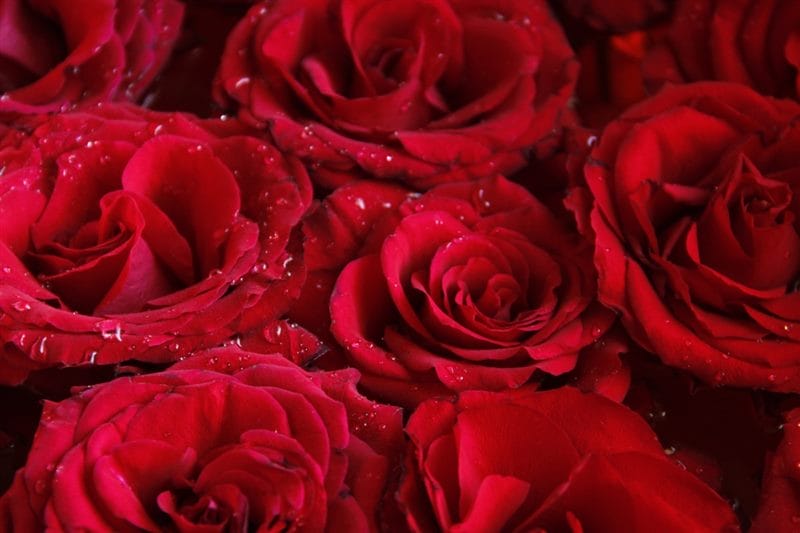 Картинки красные розы (100 фото) #72