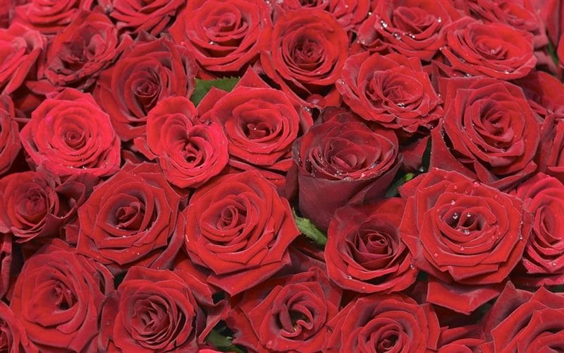 Картинки красные розы (100 фото) #25