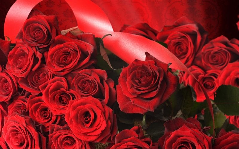 Картинки красные розы (100 фото) #33