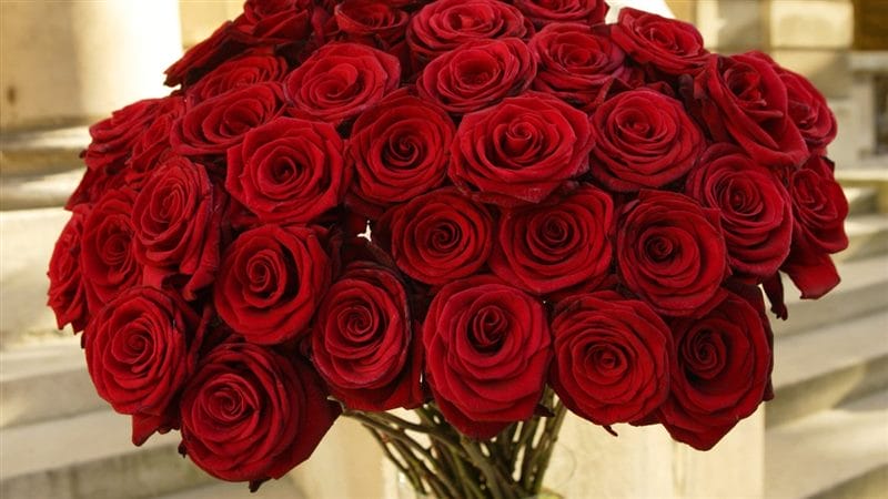 Картинки красные розы (100 фото) #49