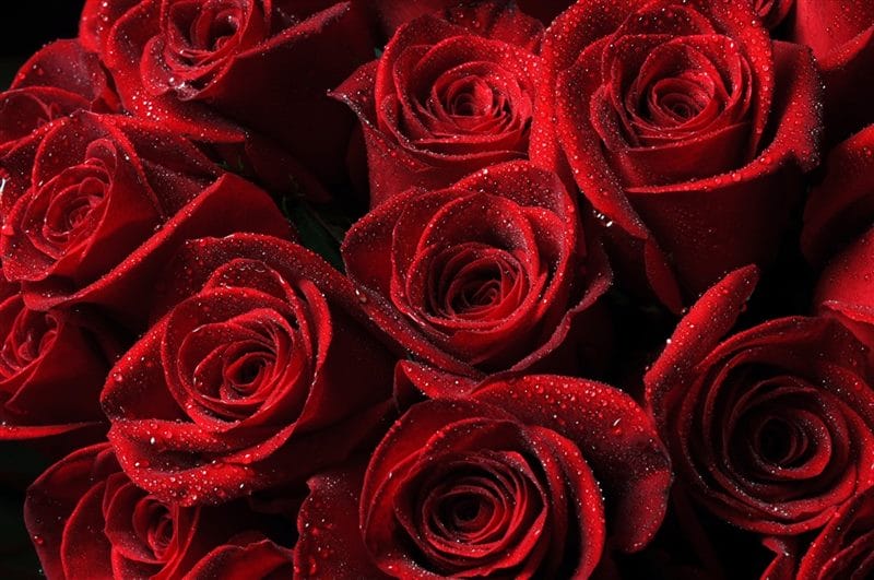 Картинки красные розы (100 фото) #12