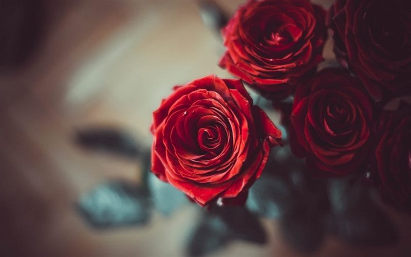 Картинки красные розы (100 фото) #91