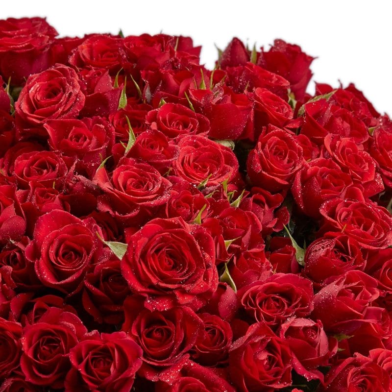 Картинки красные розы (100 фото) #7