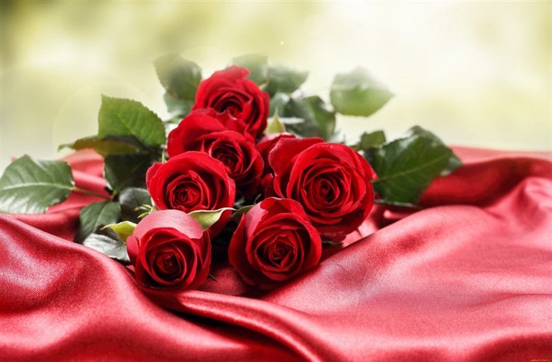 Картинки красные розы (100 фото) #50