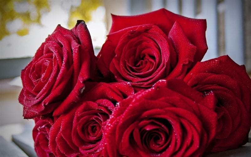 Картинки красные розы (100 фото) #53