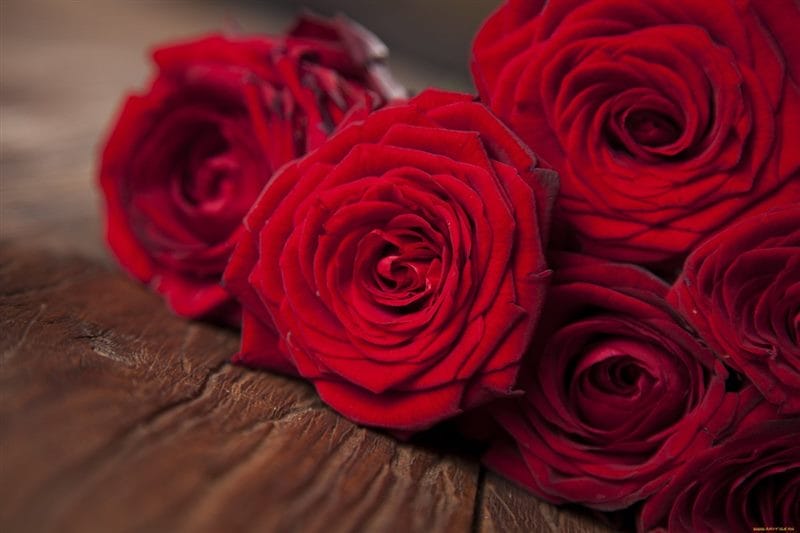 Картинки красные розы (100 фото) #80