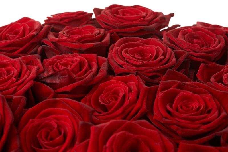 Картинки красные розы (100 фото) #66
