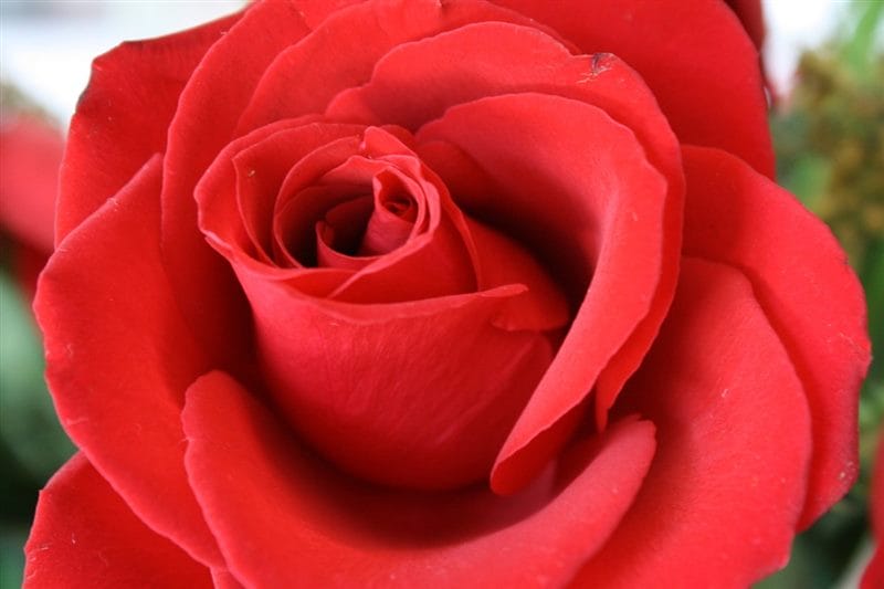 Картинки красные розы (100 фото) #83