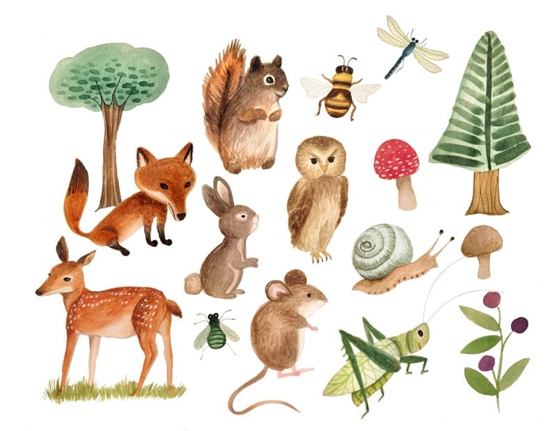Картинки лесные животные (100 фото) #67