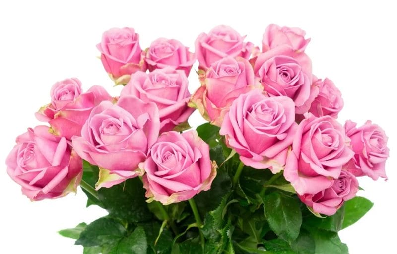 Картинки розовые розы (100 фото) #4