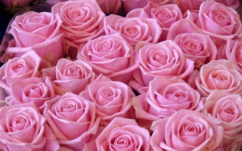 Картинки розовые розы (100 фото) #3