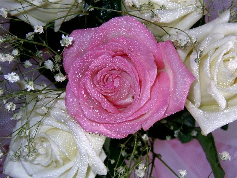 Картинки розовые розы (100 фото) #12