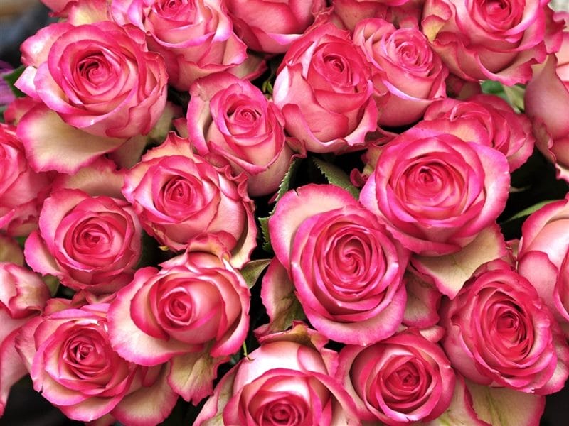 Картинки розовые розы (100 фото) #11