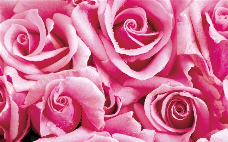 Картинки розовые розы (100 фото) #30
