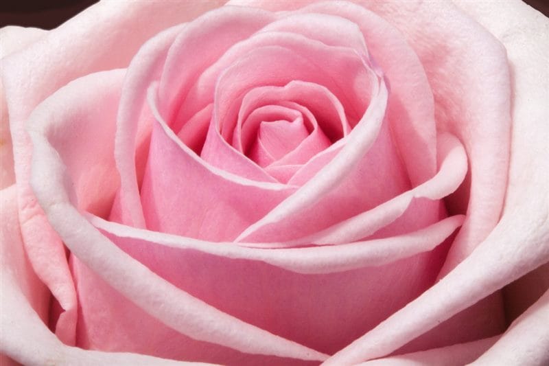 Картинки розовые розы (100 фото) #67