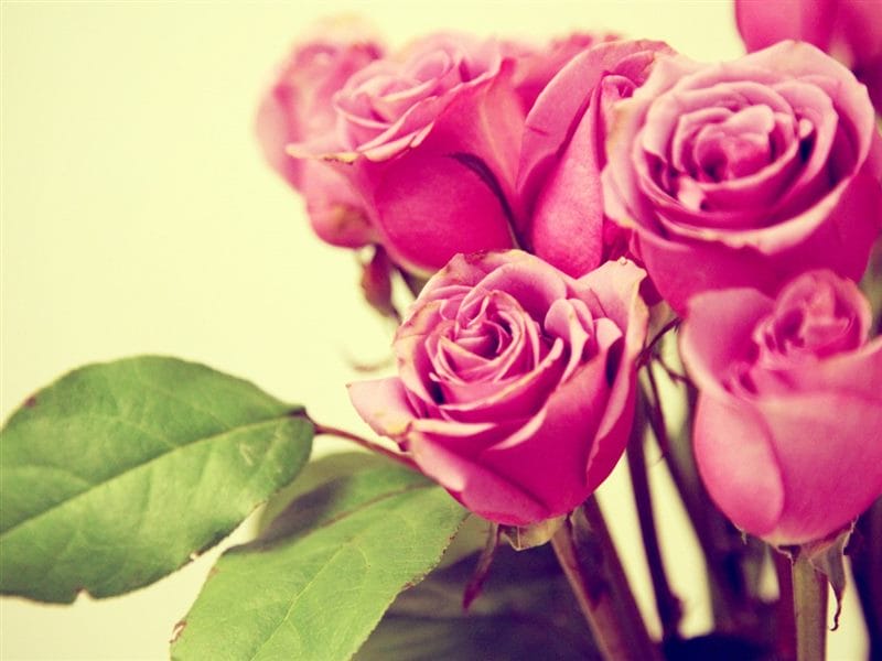 Картинки розовые розы (100 фото) #49