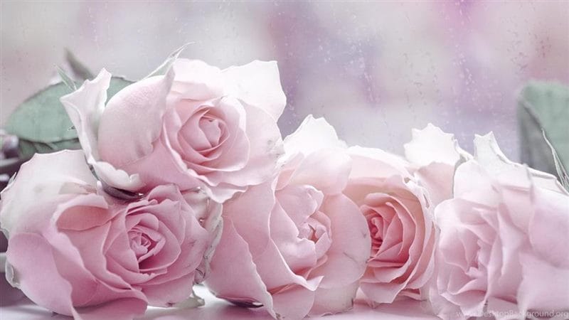 Картинки розовые розы (100 фото) #90