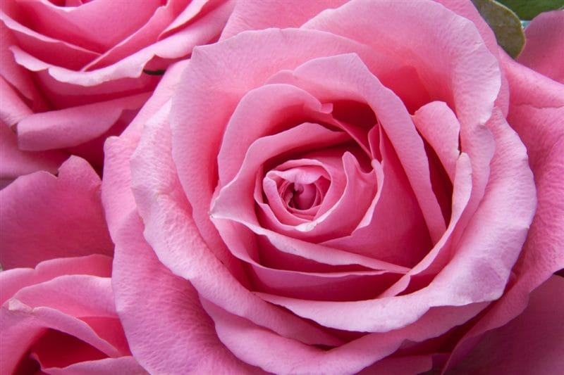 Картинки розовые розы (100 фото) #58