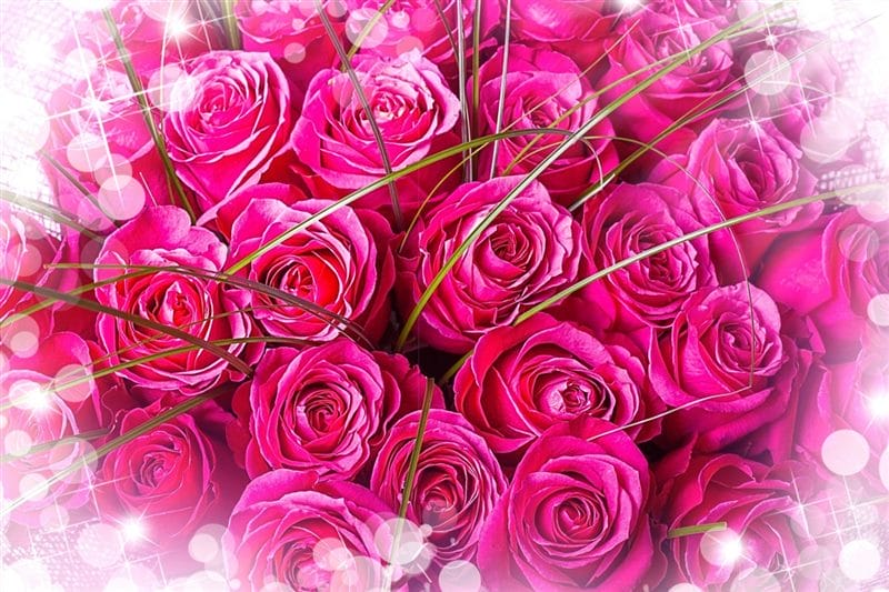Картинки розовые розы (100 фото) #97