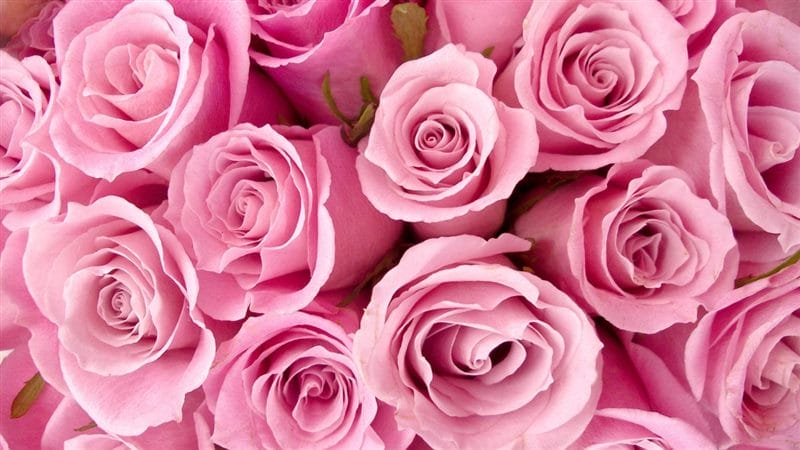Картинки розовые розы (100 фото) #27