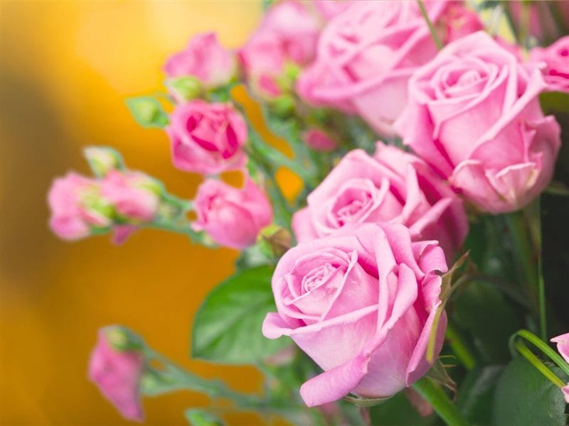 Картинки розовые розы (100 фото) #73
