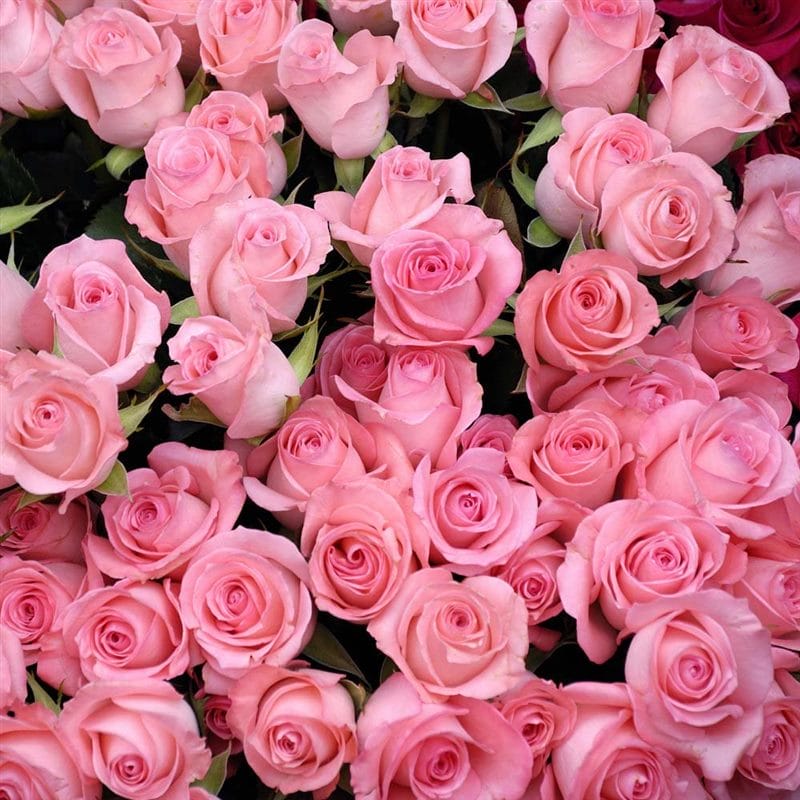 Картинки розовые розы (100 фото) #21