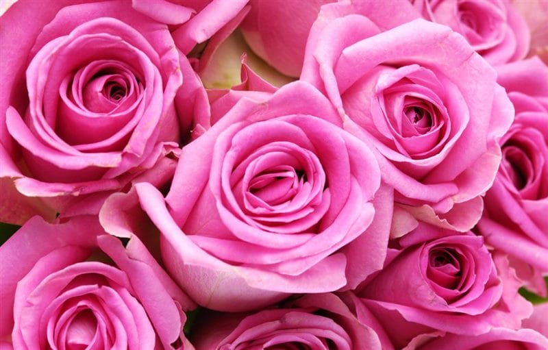 Картинки розовые розы (100 фото) #35