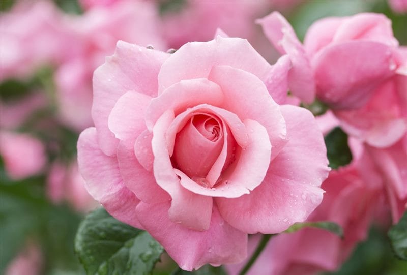 Картинки розовые розы (100 фото) #100