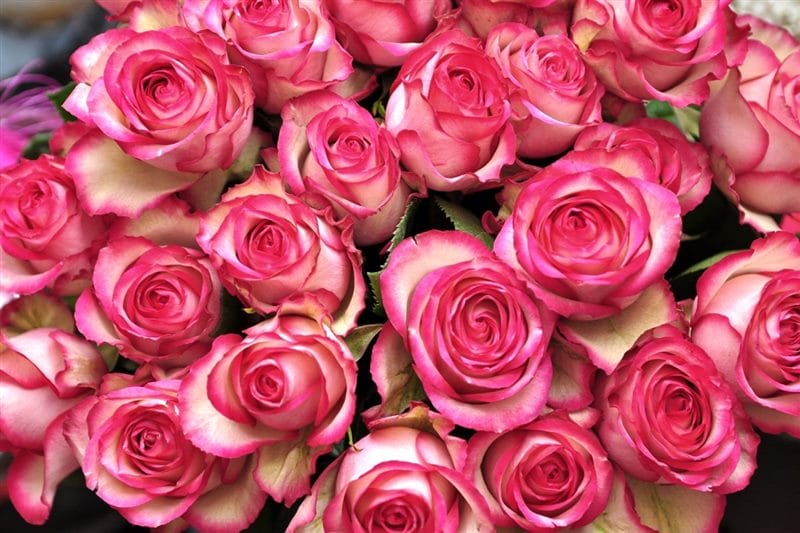 Картинки розовые розы (100 фото) #16