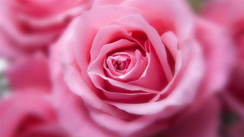 Картинки розовые розы (100 фото) #96