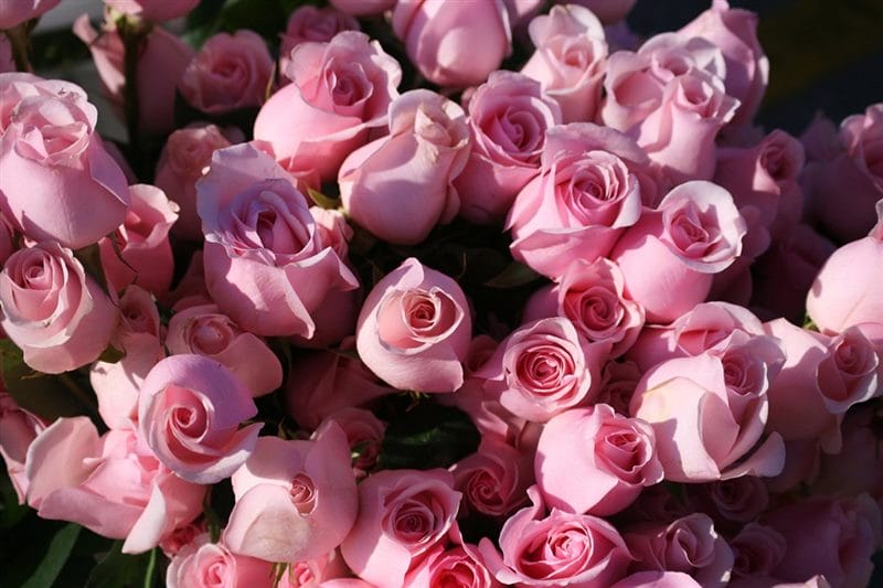 Картинки розовые розы (100 фото) #36