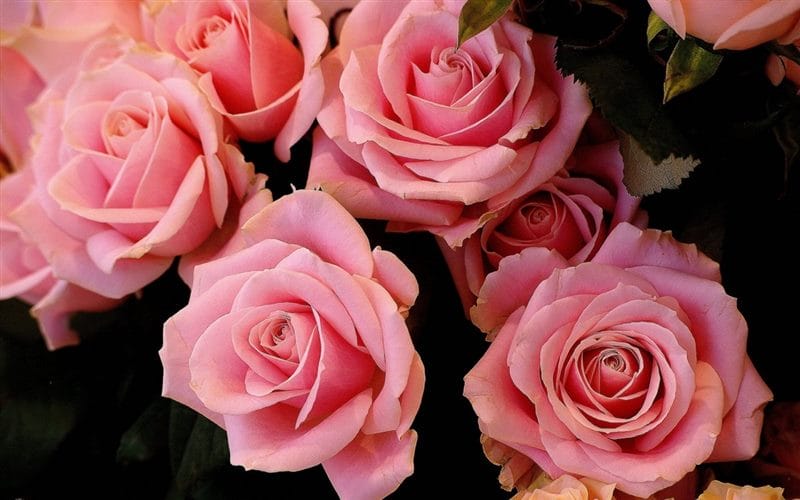 Картинки розовые розы (100 фото) #29