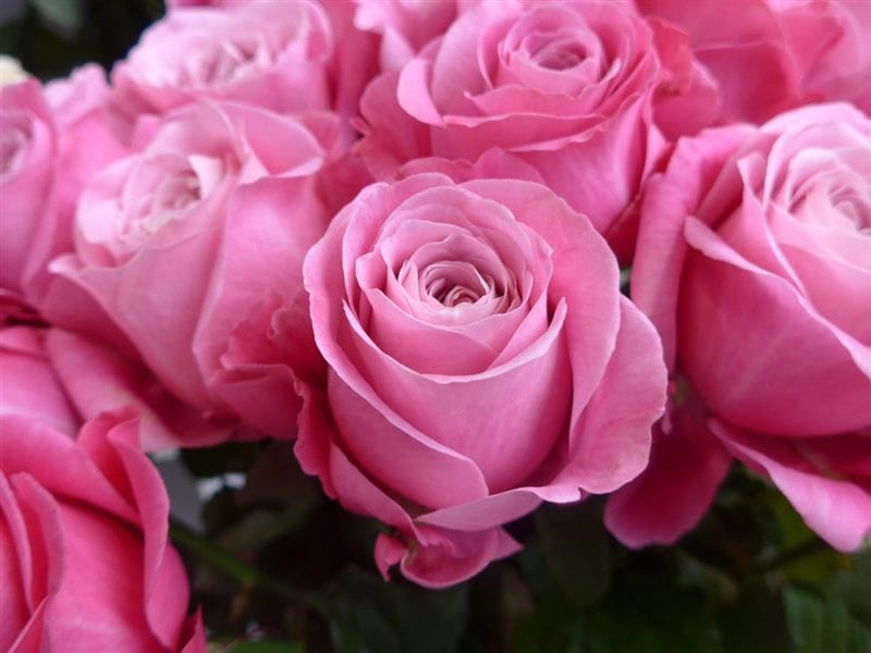Картинки розовые розы (100 фото) #71