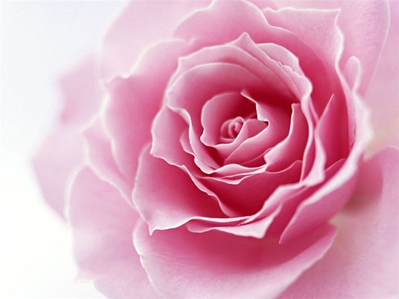 Картинки розовые розы (100 фото) #85