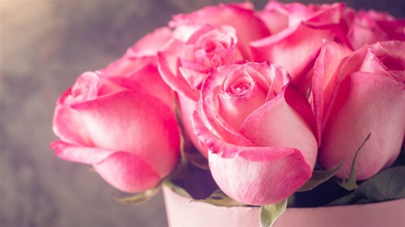 Картинки розовые розы (100 фото) #86