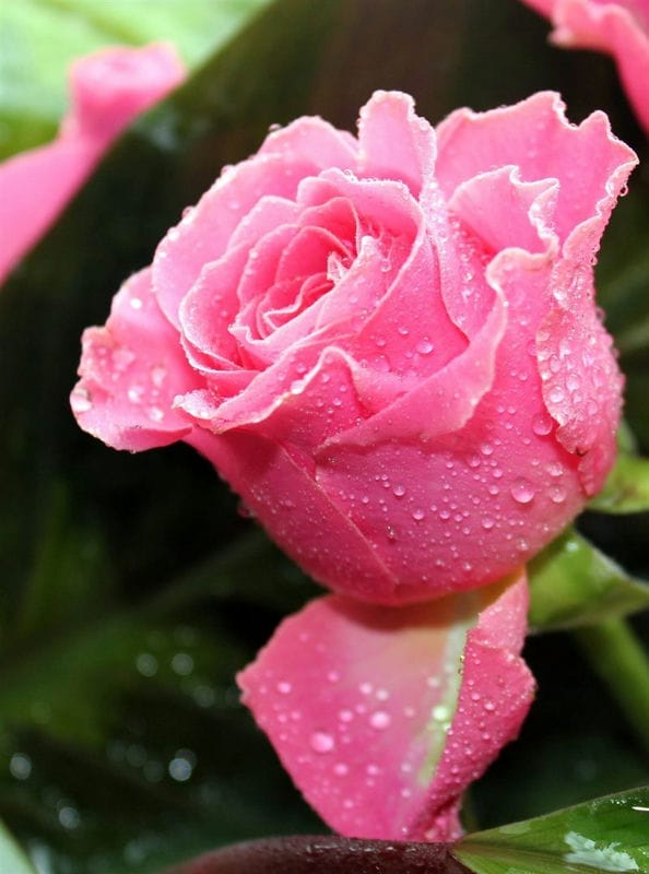 Картинки розовые розы (100 фото) #10