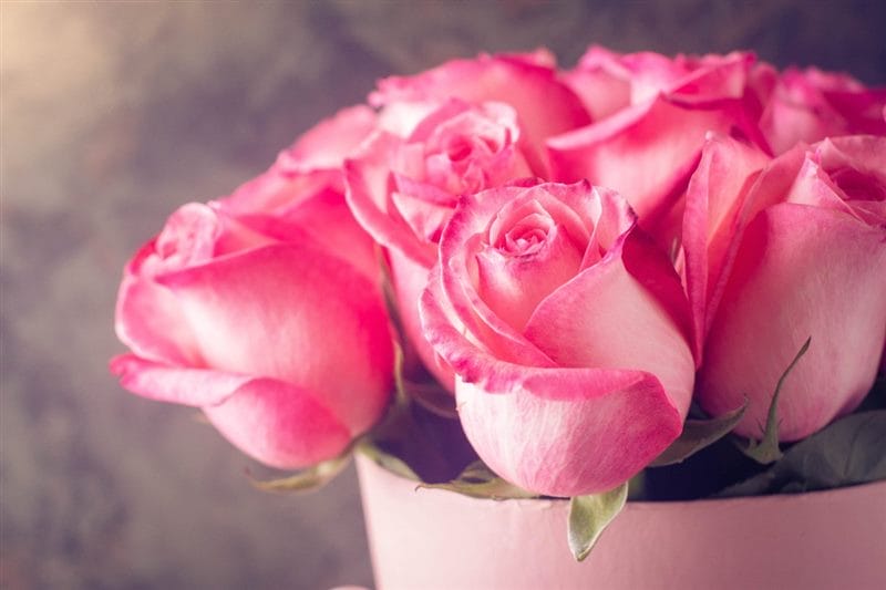 Картинки розовые розы (100 фото) #79