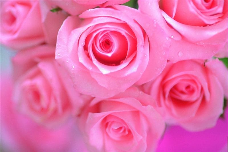 Картинки розовые розы (100 фото) #68