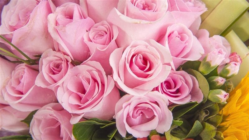 Картинки розовые розы (100 фото) #45